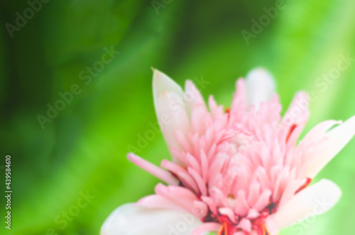 Blurred images of flowers with natural beauty, petals of flowers are pink, and stamens are red.