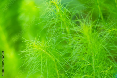Blurred images of grass planted in the field, the grass is a bright and beautiful green..