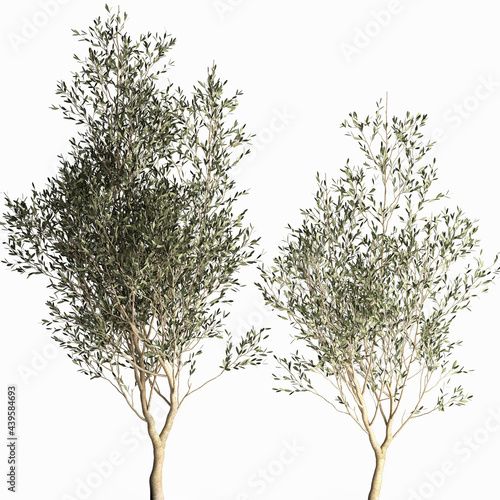 Obraz na plátně 3D illustration of olive tree in a black flowerpot isolated on white background
