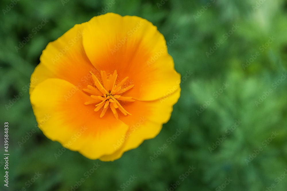 yellow beauty yellow beauty