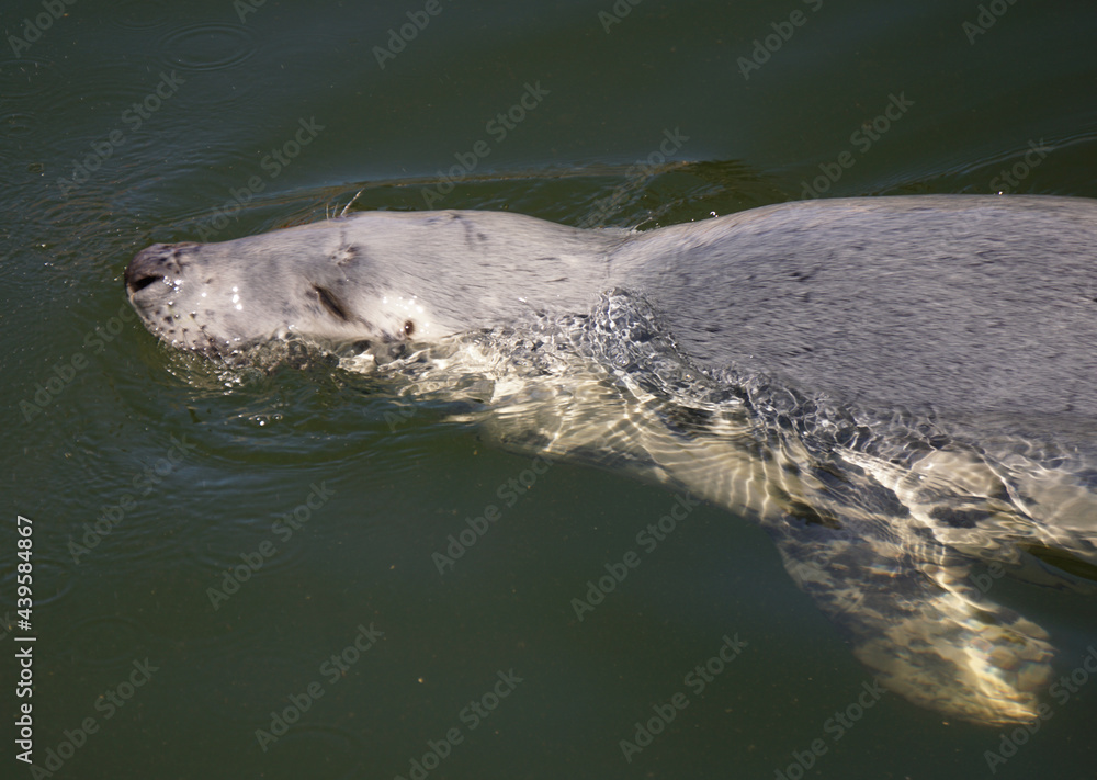 Fototapeta premium Foka