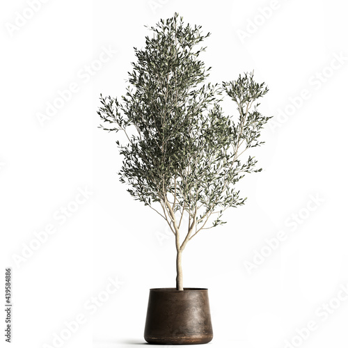 3D illustration of Olive tree in a rusty flowerpot isolated on white background 