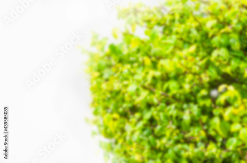 The blurred image of the trees, the leaves are green, the bushes are spherical, which are perfect for decoration.