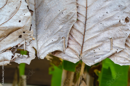 Picture of large leaves stacked on top of each other. The leaves look dry and brown.