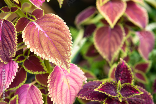 Ornamental plants with bright colors. Suitable for gardening.