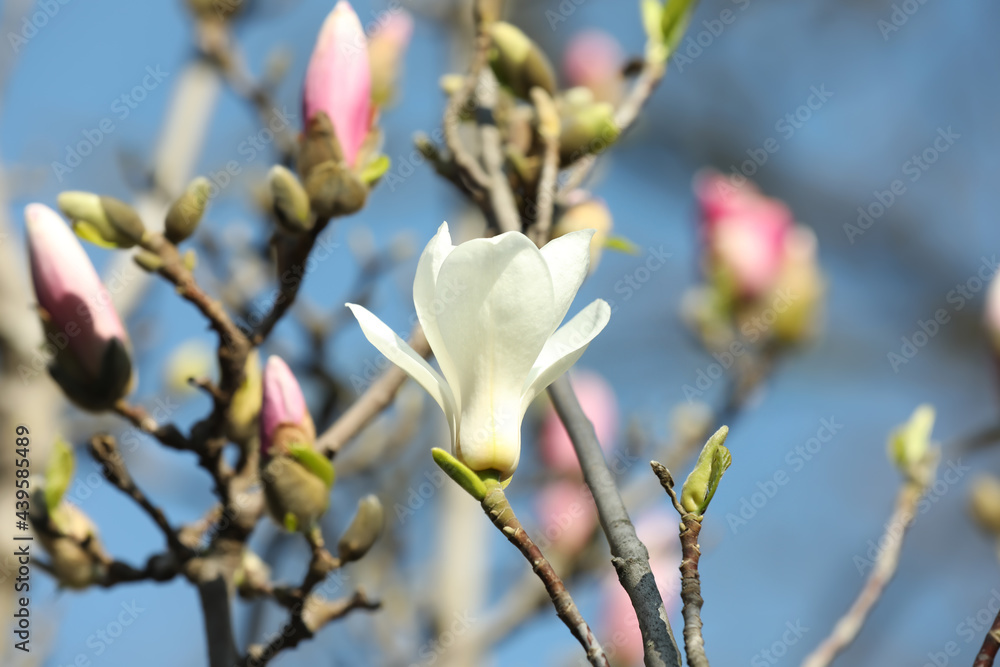Beautiful blooming Magnolia tree on sunny day outdoors, closeup Beautiful blooming Magnolia tree on sunny day outdoors, closeup