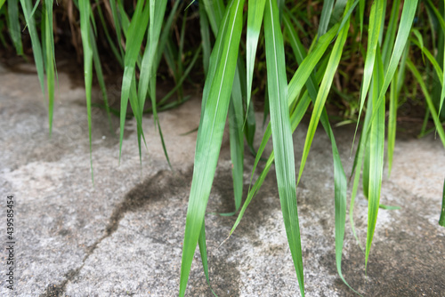 The lush grass is a clump of bushes . Leaves rustle the wind(soft focus)