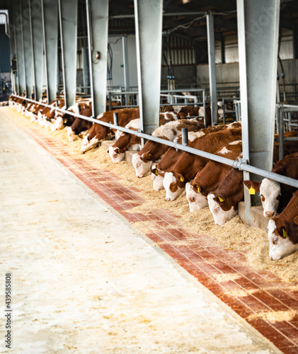 Fütterung von Rindern in einem landwirtschaftlichen Betrieb. photo