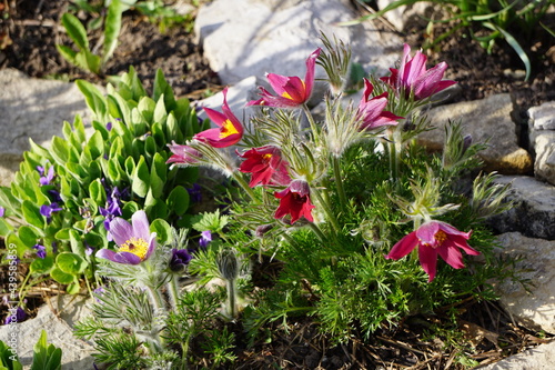 flowers in the garden