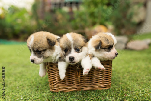 newborn corgi puppies in the basket