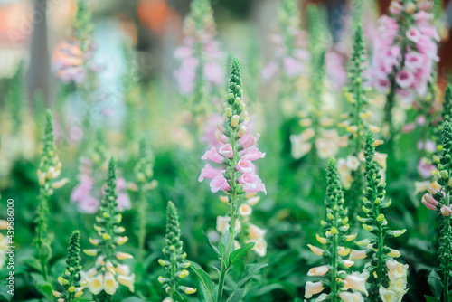 Digitalis purpurea flowers
