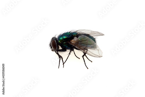 Fly close-up on white background | Mouche en gros plan sur fond blanc
