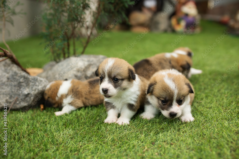newborn puppies standing on grass