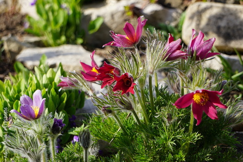 flowers in the garden
