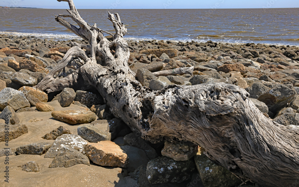 Driftwood branch laying on a rocky beach Driftwood branch laying on a rocky beach