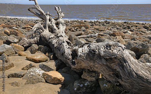Driftwood branch laying on a rocky beach