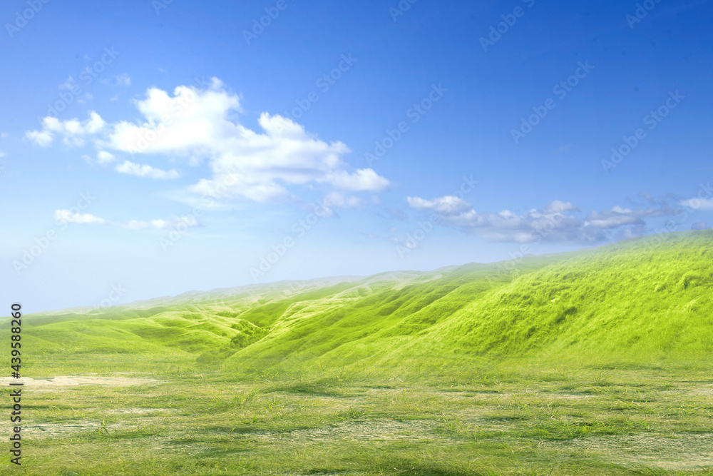 Fototapeta premium Meadow field