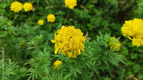 yellow flowers in the garden