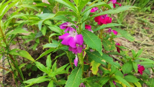 flowers in the garden