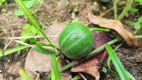 a baby watermelon in the garden