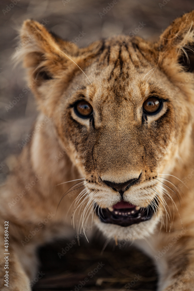 A Young Lion Staring into the Camera A Young Lion Staring into the Camera