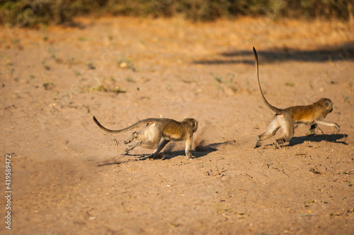 Two Small Monkeys Running photo