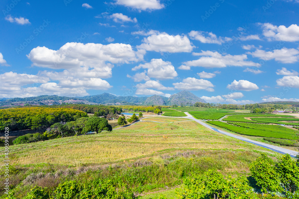 Amazing landscape view of tea plantation. Nature background.