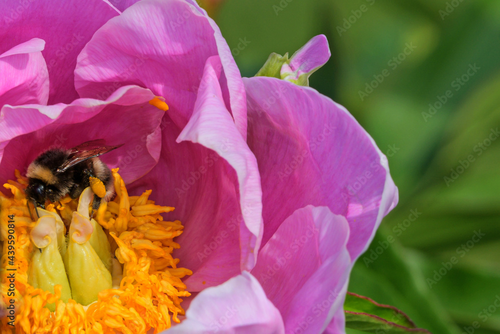The bumblebee collects nectar from the opened peony flower