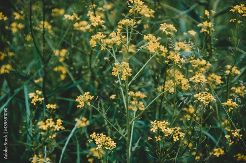 Flowers yellow nature color  © Вячеслав Ястребински