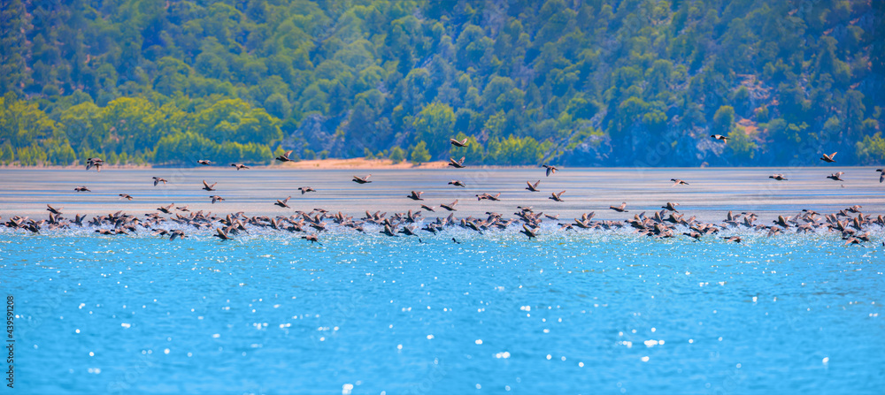 Many wild black ducks flying from the lake with a splashing water - Kovada Lake National Park, Isparta