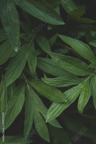 Wallpaper Mural Green leaves of a plant Torontodigital.ca