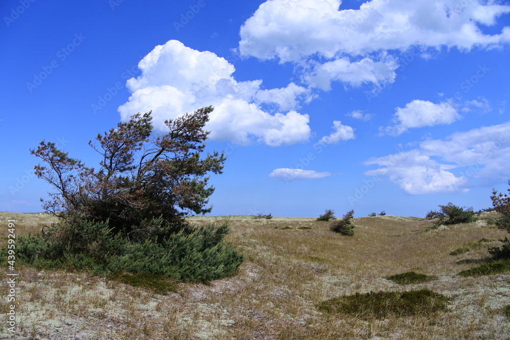 Obraz premium Büsche im Wind im Nationalpark
