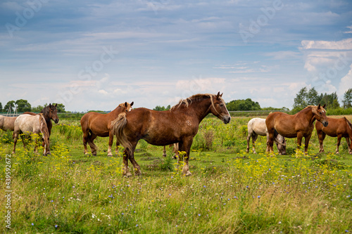 horses heavyweights walking in nature © Olga