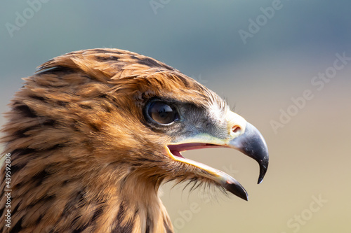 close up of a black eagle with copy space