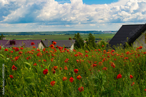 Picturesque houses, poppies and blue sky