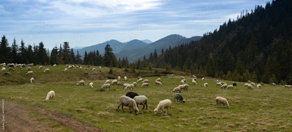 Herd of sheep in the mountains grazing on green grass pasture