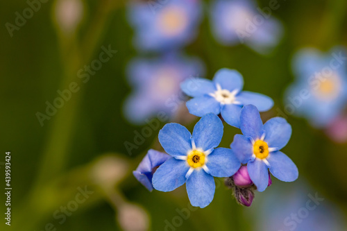Myosotis flowers in the garden, macro  © klemen
