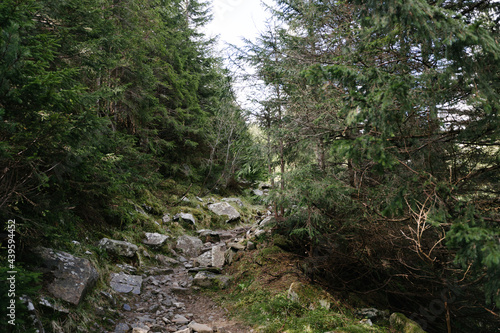 Dark mountain forest covered in moss