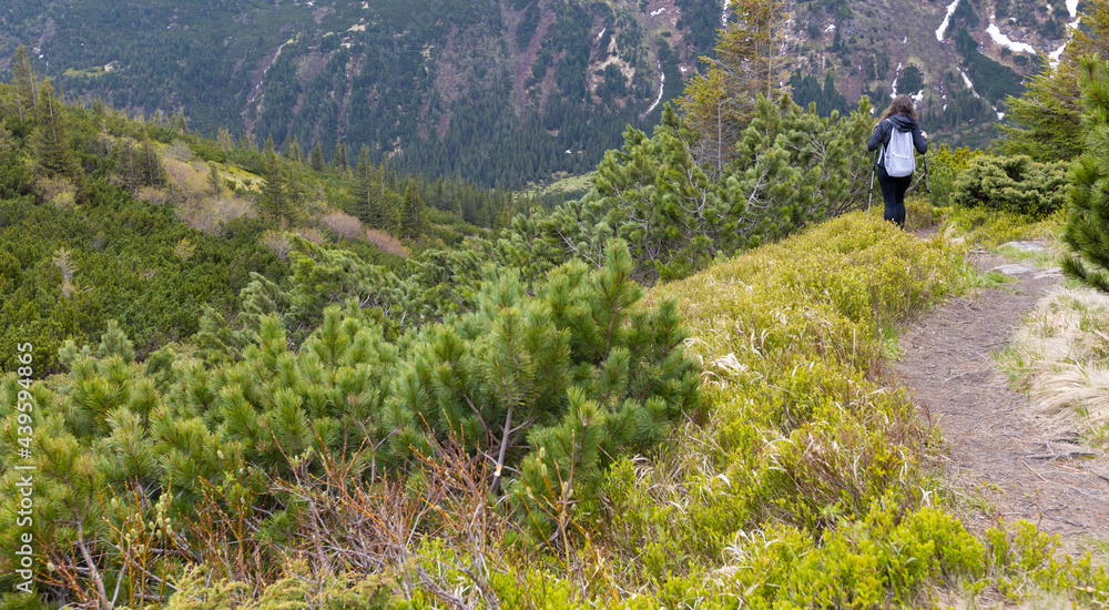 Obraz premium Woman hiker hiking in the mountains in summer to the highest ukrainian ridge Marmarosy near Romania.