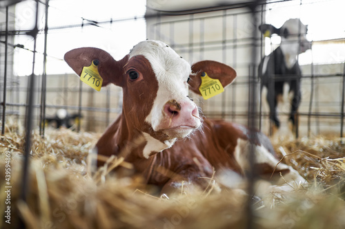 View at baby cow at milk farm indoors photo