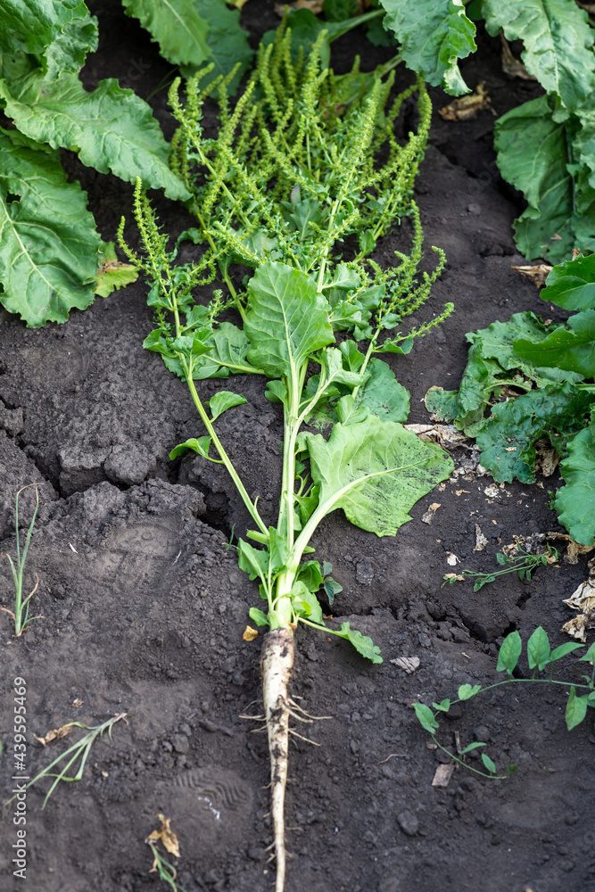 inflorescence of sugar beet close up in the field inflorescence of sugar beet close up in the field