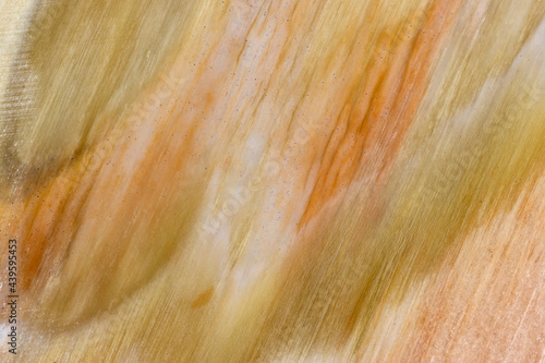 Petrified Wood Closeup