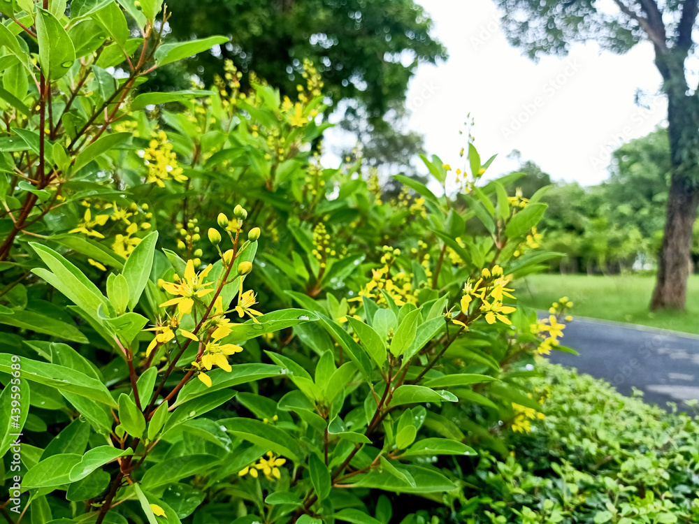 Yellow flowers in shady gardens (Thryallis glauca or Galphimia gracilis). Yellow flowers in shady gardens (Thryallis glauca or Galphimia gracilis).