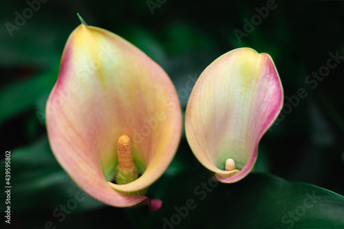 Two orange and pink calla flowers in bloom on the plant photo