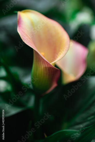 Peach and pink calla lilies and foliage photo