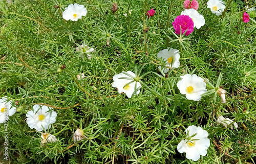 Little Hogweed, or Moss Rose, a white flower in a natural garden.