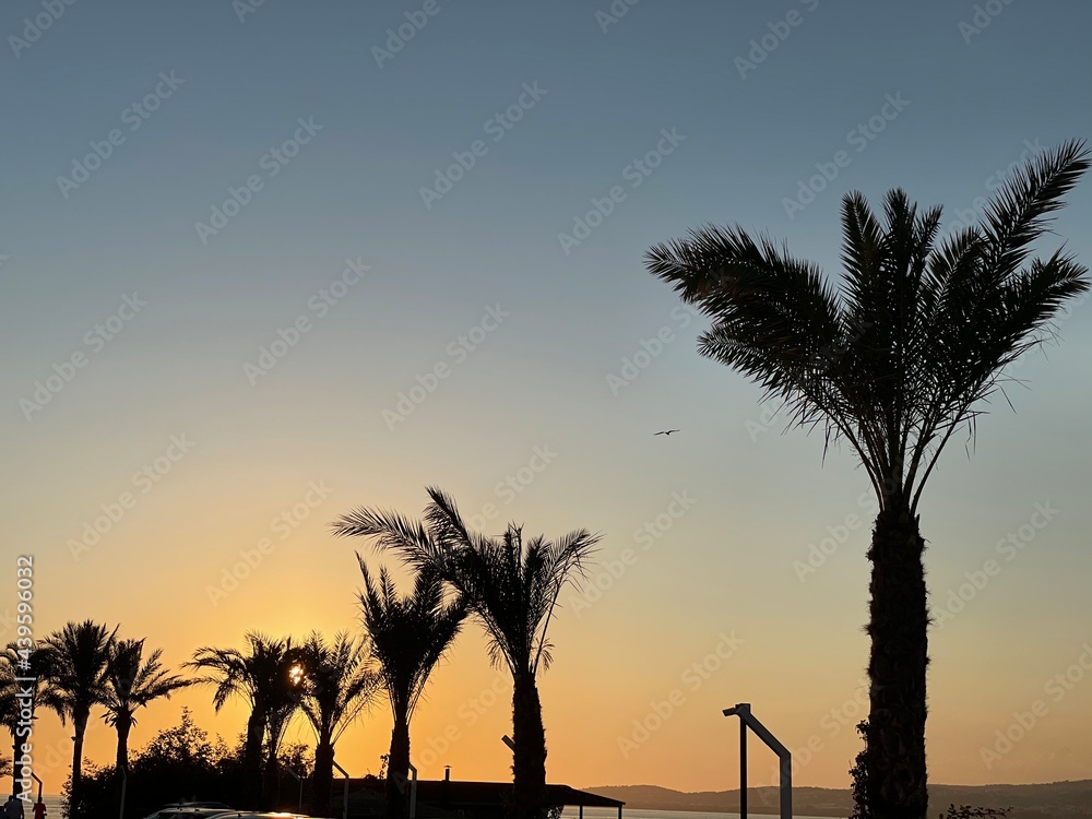 Obraz premium trees at sunset