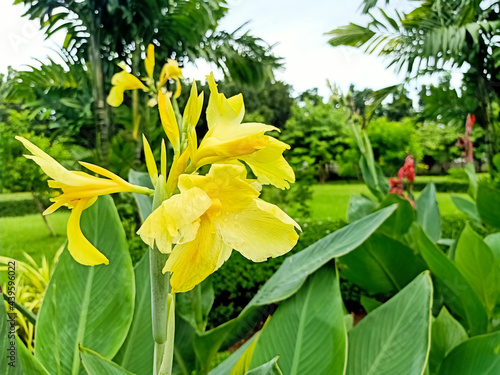 yellow canna flowers in a shady park
