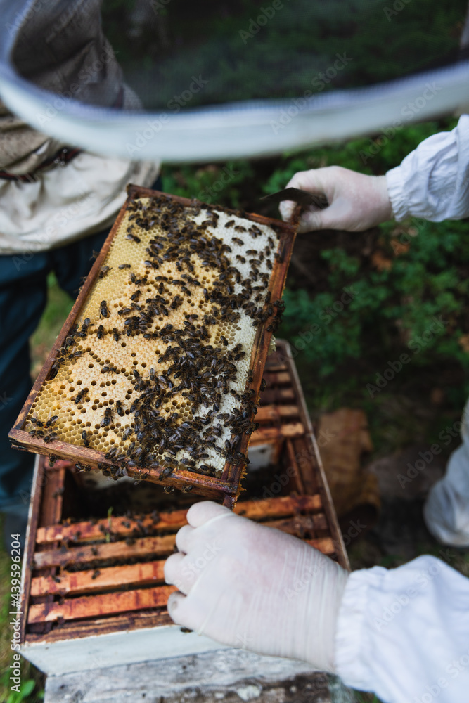 Beekeeper collecting honey from the beehive Beekeeper collecting honey from the beehive