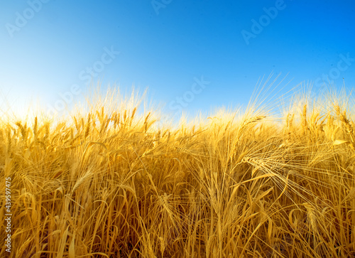 Field of ripe golden barley with fuzzy beards  natural pattern